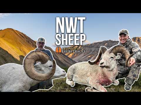 Hunt of a Lifetime | Two Dall Sheep Down in the Northwest Territories!