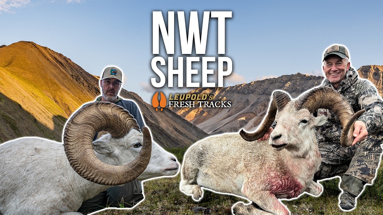 Epic Dall Sheep Hunt in the Northwest Territories 🏔️ | Two Stunning Sheep Down!