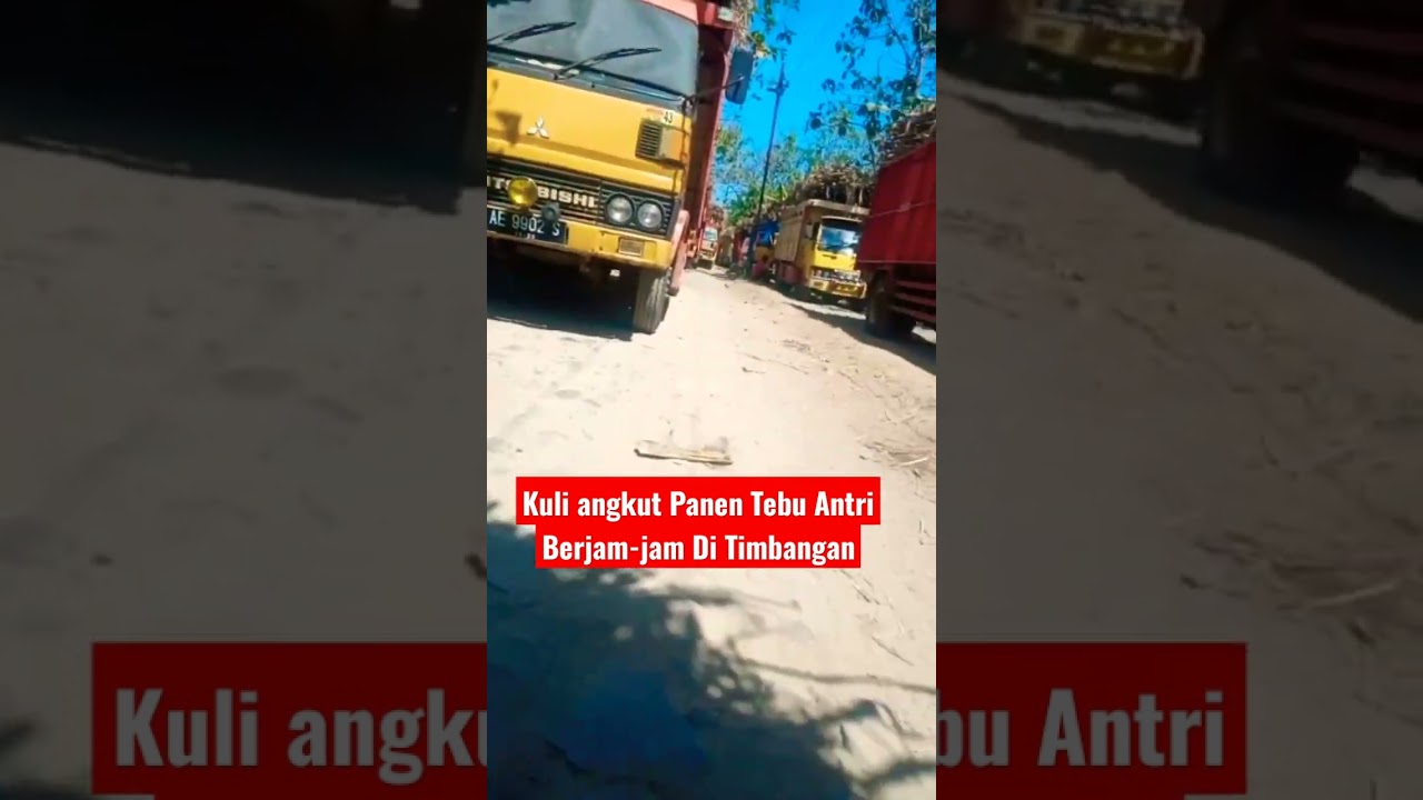 Kuli Angkut Tebu, Antri Timbang di Ladang π