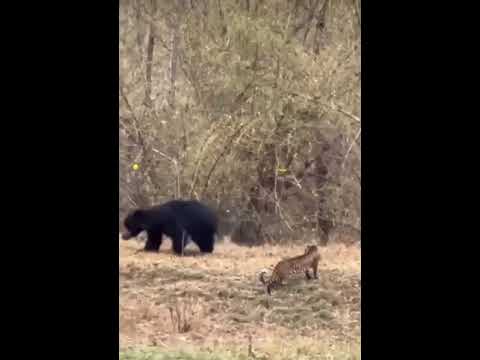 Kabini Tiger and Bear Encounter 🐅🦬