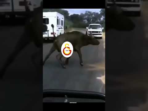 FB vs GS derbi maçları #keşfet #shorts #Galatasaray #Fenerbahçe