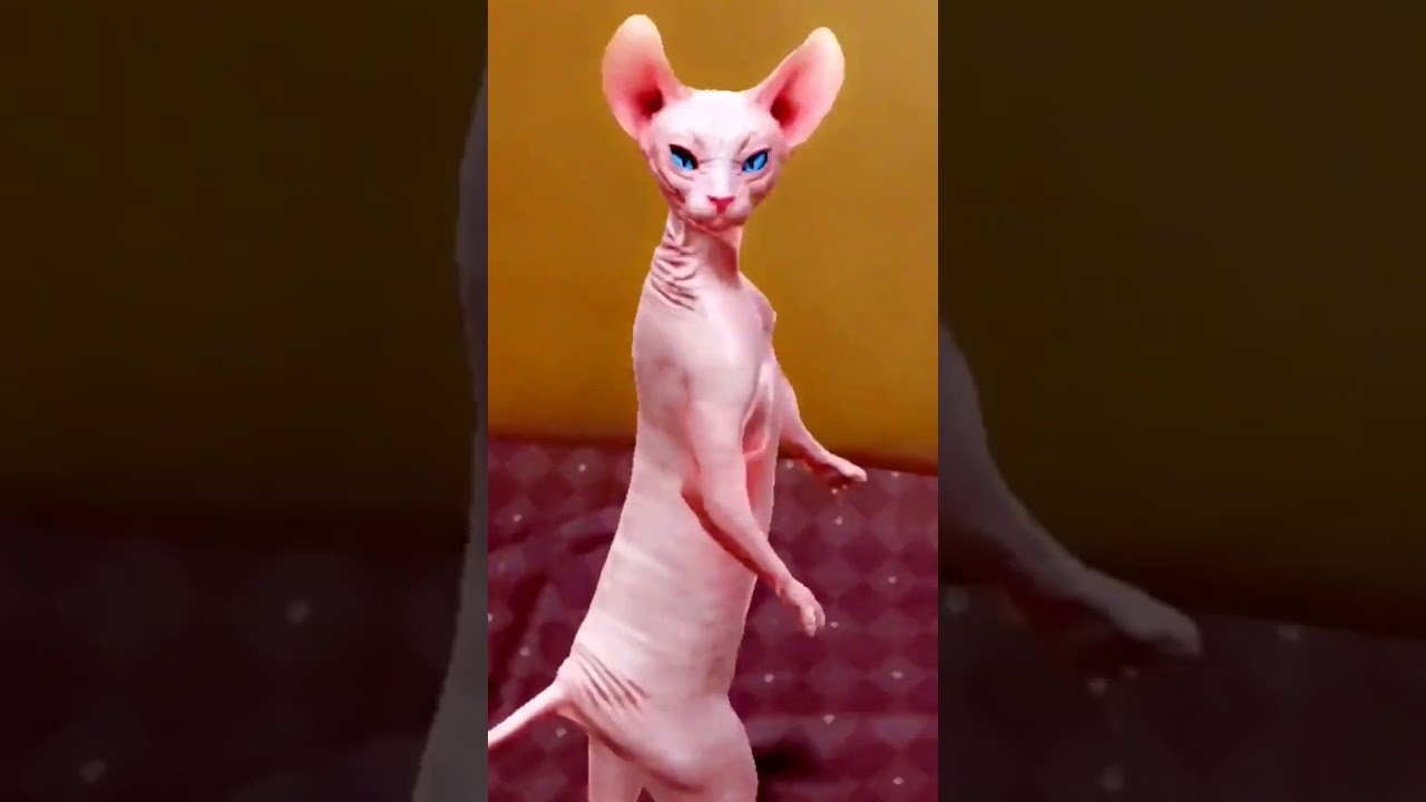 Hilarious Dancing Cat 🐱 - Must-See Funny Cat Dance! #Shorts