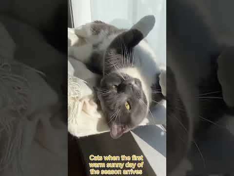 Heartwarming Moments: Cat Basking in Sunlight 🌞