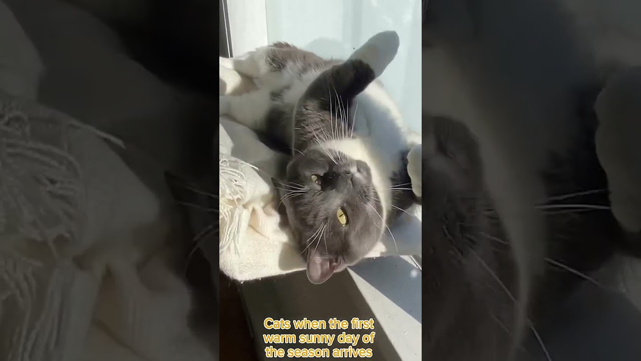 Adorable Cat Enjoys Cozy Sunbath ☀️