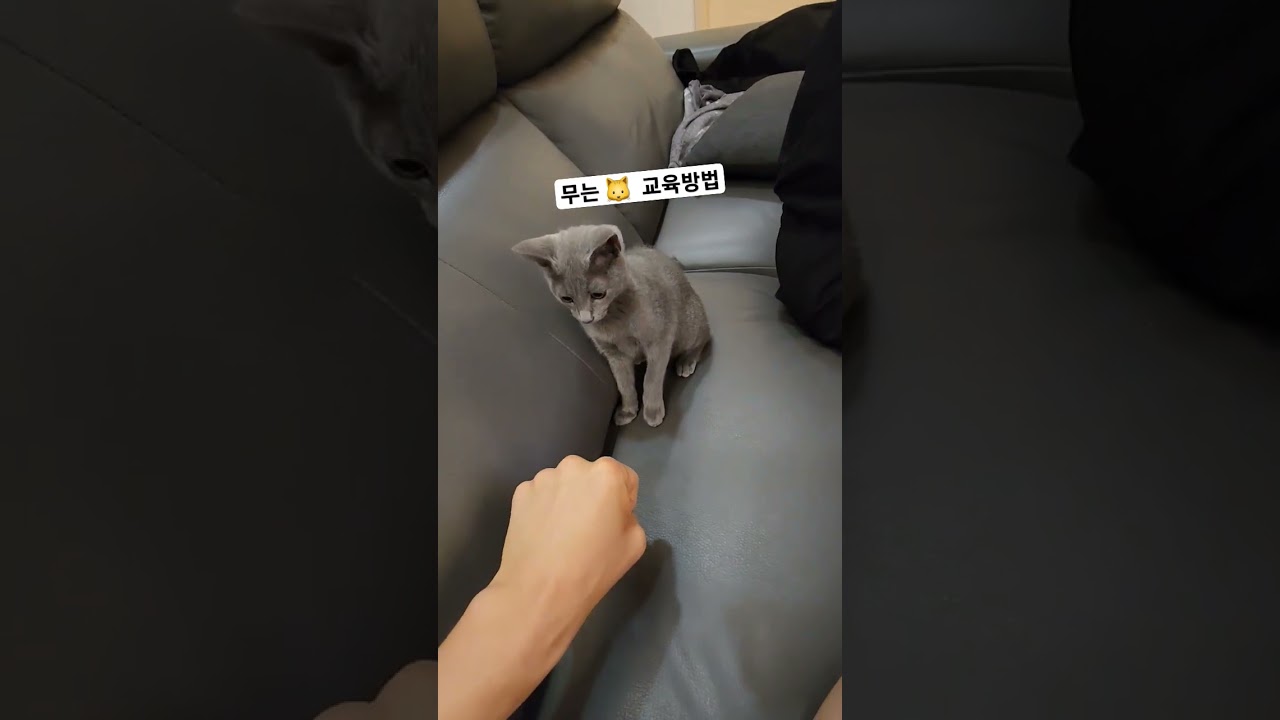 고양이 교육 방법 🐱