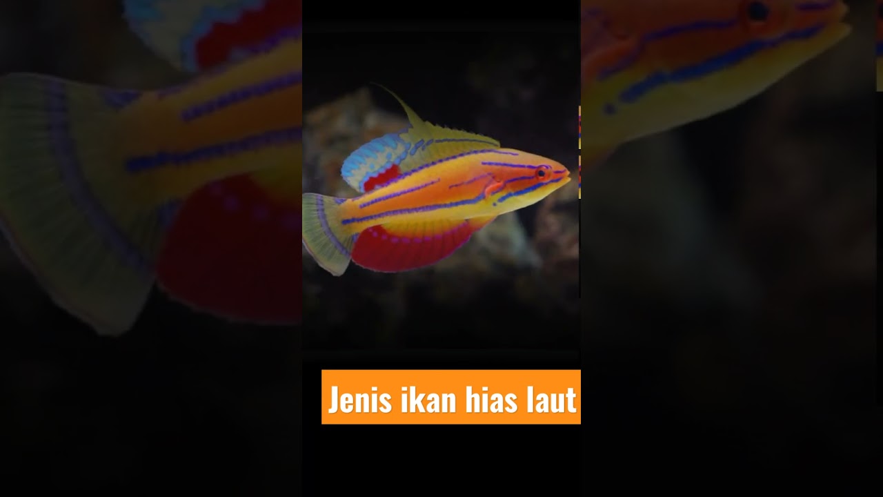 Jenis Ikan Hias Laut yang Menawan 🌊