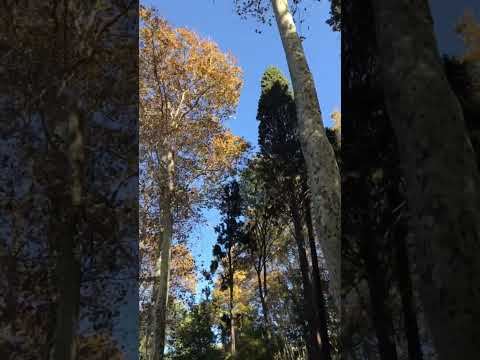 🍂🍂🍂31 Spring