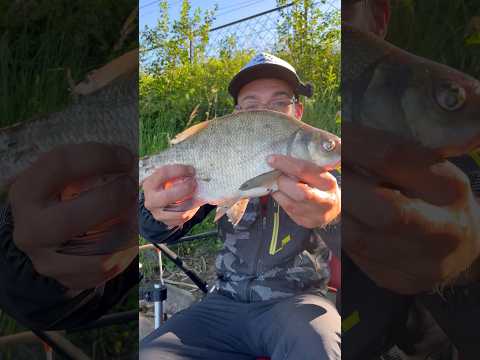 Поймать леща очень легко 😏 #рыбалка #фидер #лещ #олта #minoga