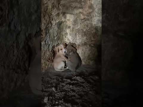 Found Two Puppies Hiding In An Abandoned House