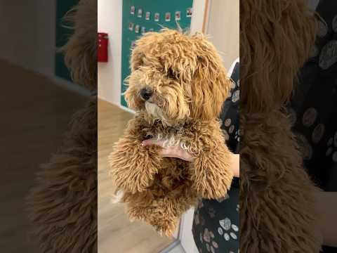 You won't believe this poodle puppy makeover! πΆβ¨