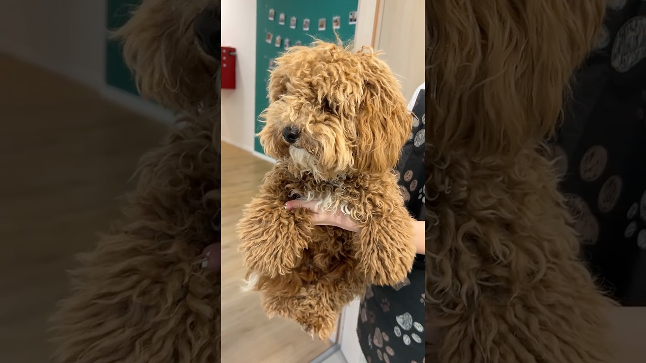 Unbelievable Poodle Puppy Makeover You Have to See! ✨