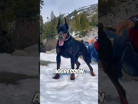 top 7 dogs that can destroy intruders in seconds #animals #pets #dog #shorts