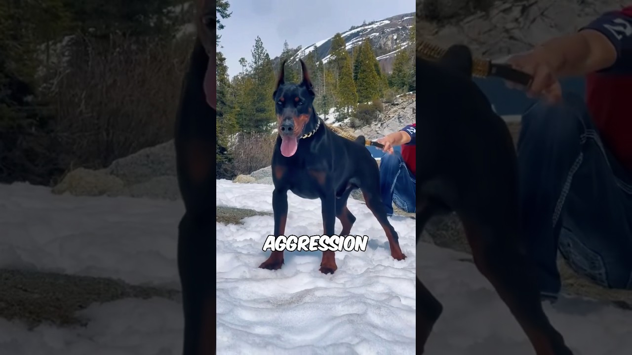 top 7 Top 7 Dogs That Can Stop Intruders Fast 🐕