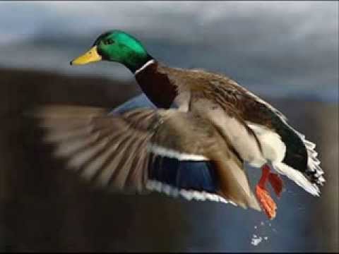 Michel Delpech - *Le chasseur* ( Chanson de 1974 )