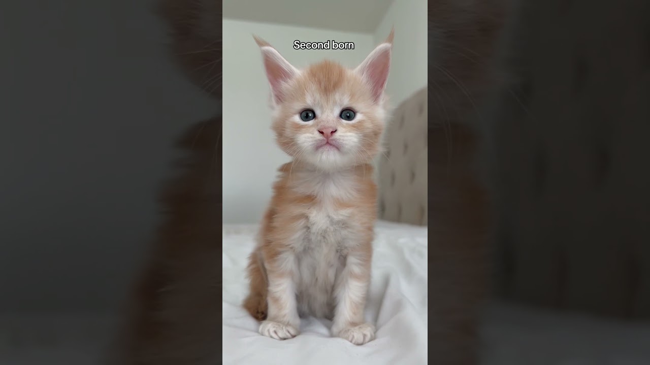 Which Kitten Is Your Favorite? ๐ฑ