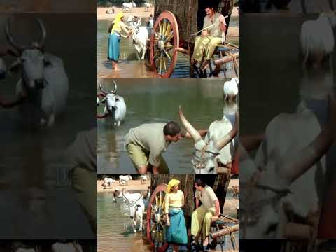 നോക്ക് അത് കുത്തും അൻ്റെ കളിയൊന്നും അതിനോട് വേണ്ട..!! | Mammootty | Parvathi Jayaram | 1921 Movie