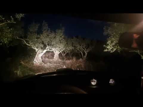 Buenos días hoy toca aceitunas