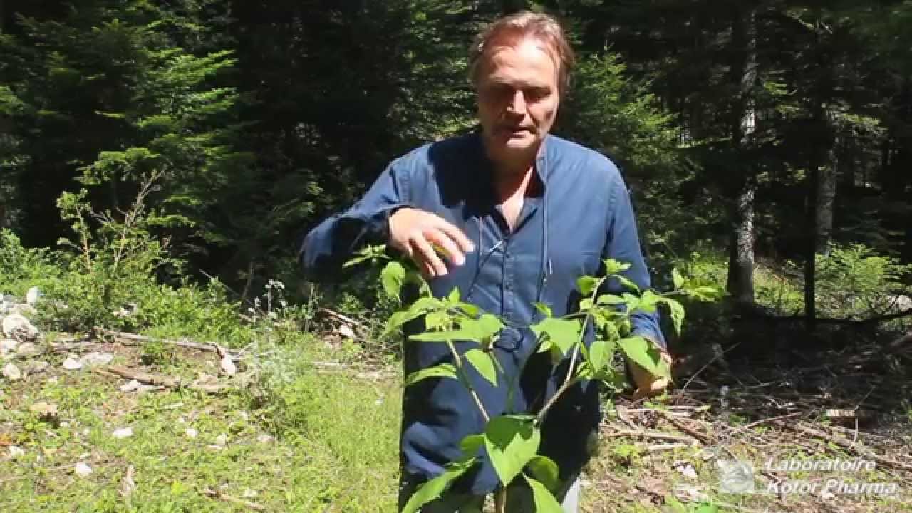 Belladone Médicinale : Histoire et Propriétés 🌿