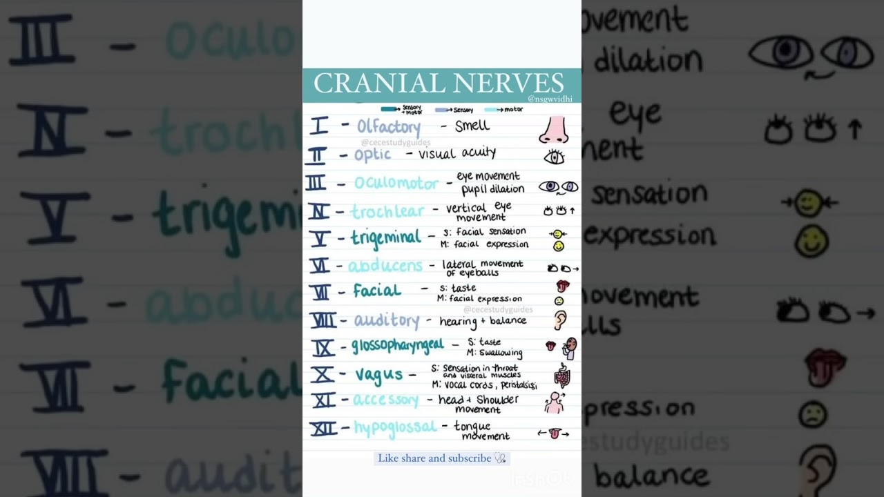 CRANIAL NERVES| for medical and nursing students | sensory/motor function | mbbs | norcet aspirants