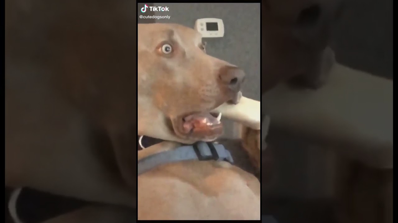🤣 Vidéos les plus drôles 🐶 Chiens - Vidéo des animaux de compagnie 😇 Video drôlesTik Tok