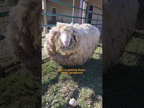 Sheep Leaps For Joy After Getting A Much-Needed Haircut | The Dodo