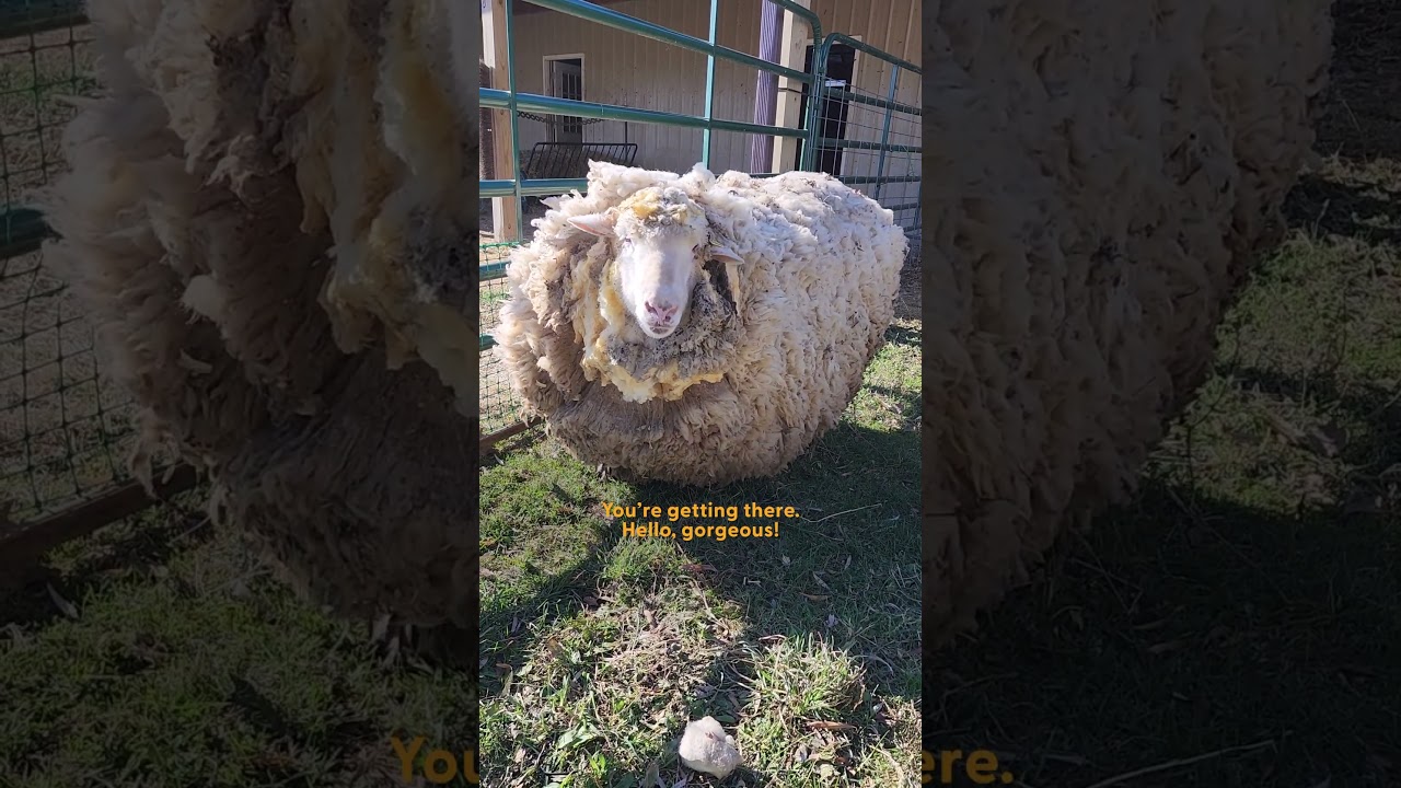 Joyful Sheep Celebrates After Shedding 30 Pounds of Wool! 🐑