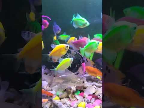 Do not fear failure but rather fear not trying#aquarium #fish #shorts