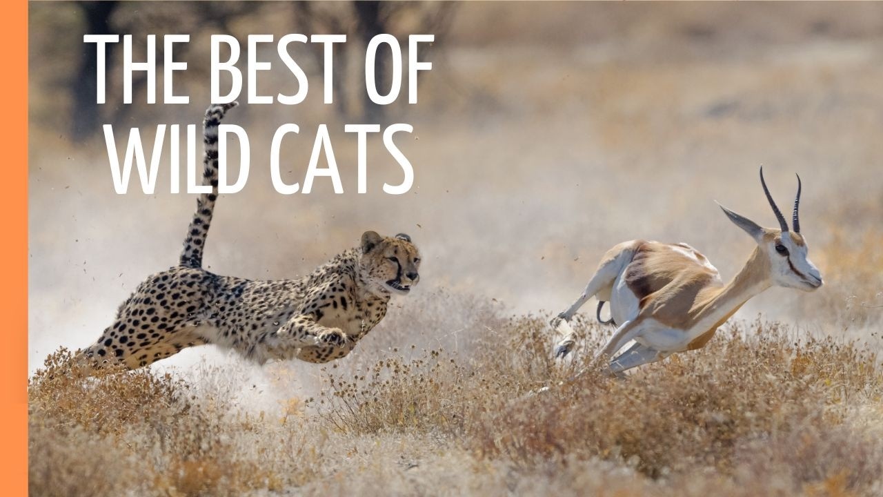 The Best of Wild Cats: Cheethas, Jaguars and Pumas | Full Documentary