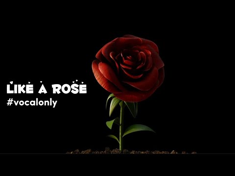 Safe Adam - Like A Rose | Wedding Nasheed 🎶