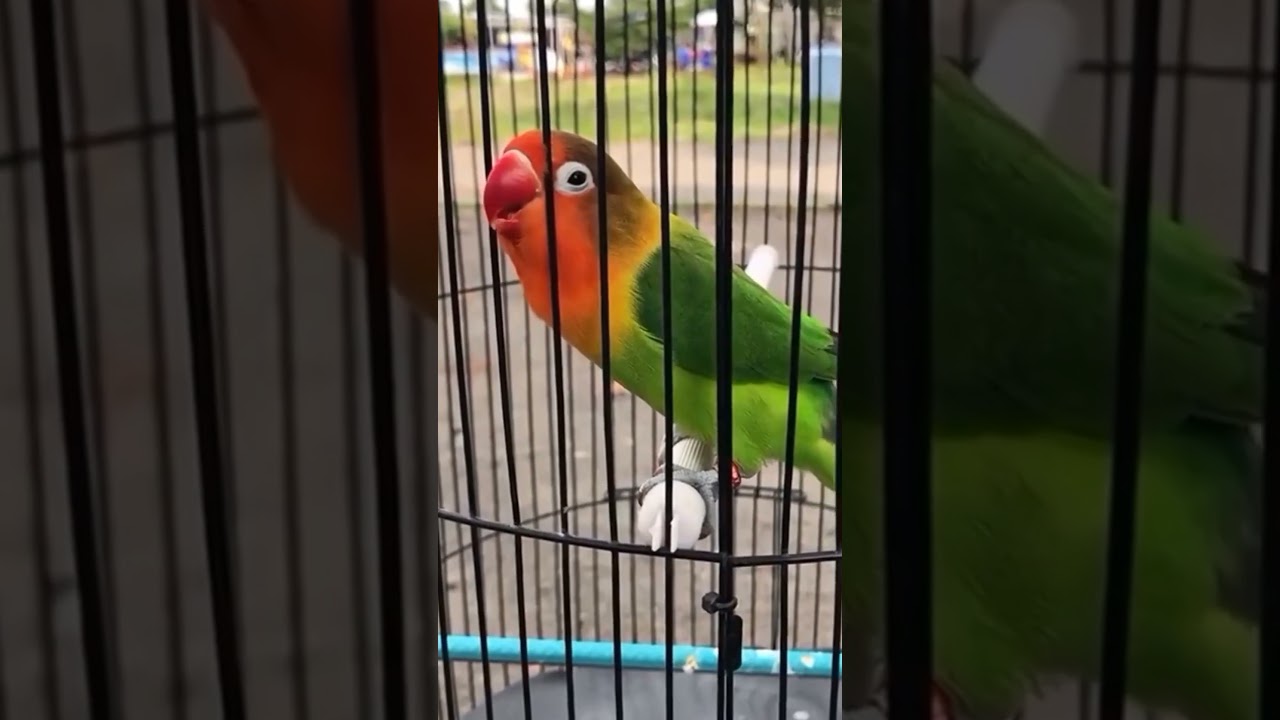 Lovebird Muka Merah Berkicau Merdu 🐦