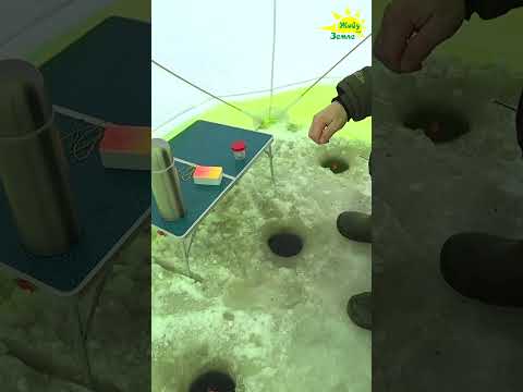 Ловля леща зимой. Зимнее коромысло #живуназемле #рыбалка