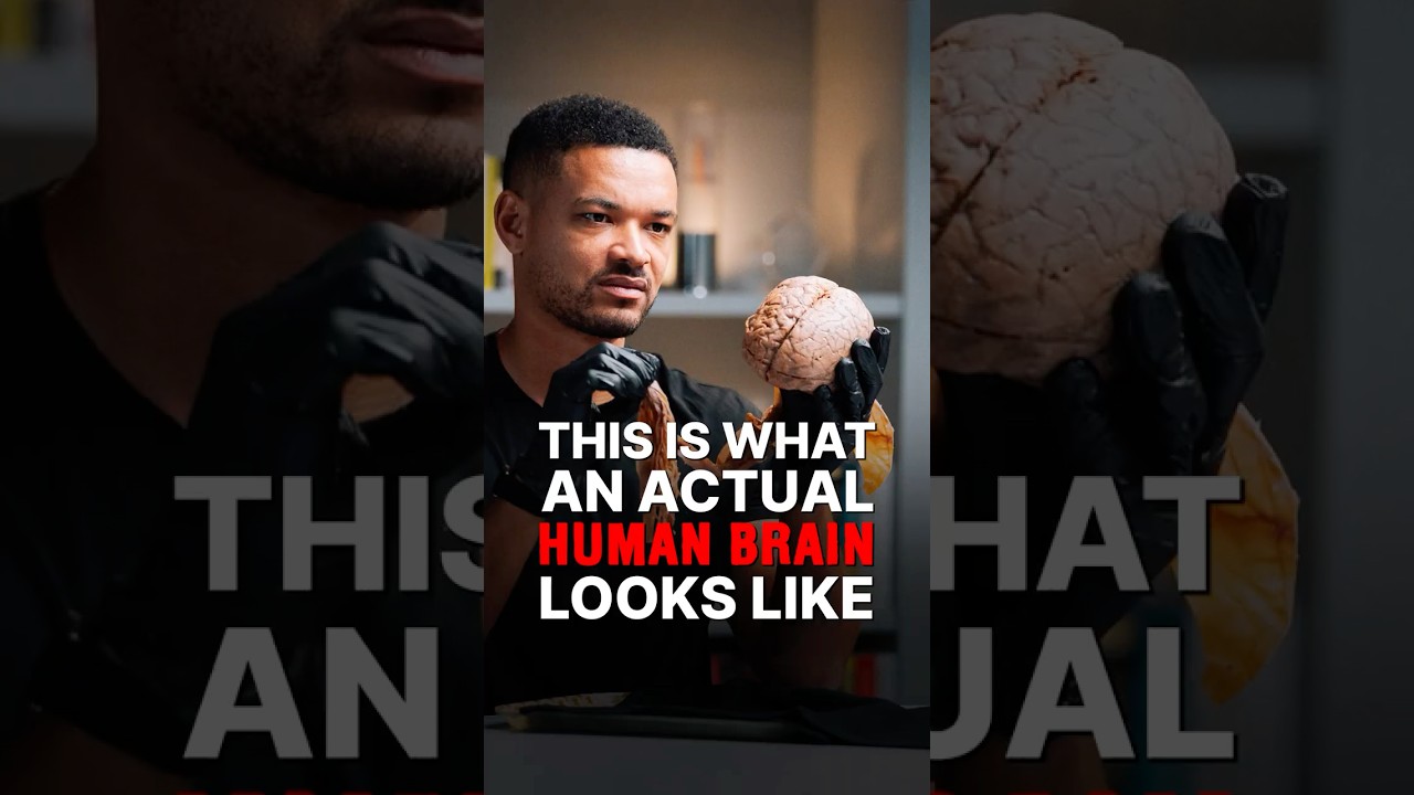 Ever Held a Human Brain? Discover Its Amazing Details π§