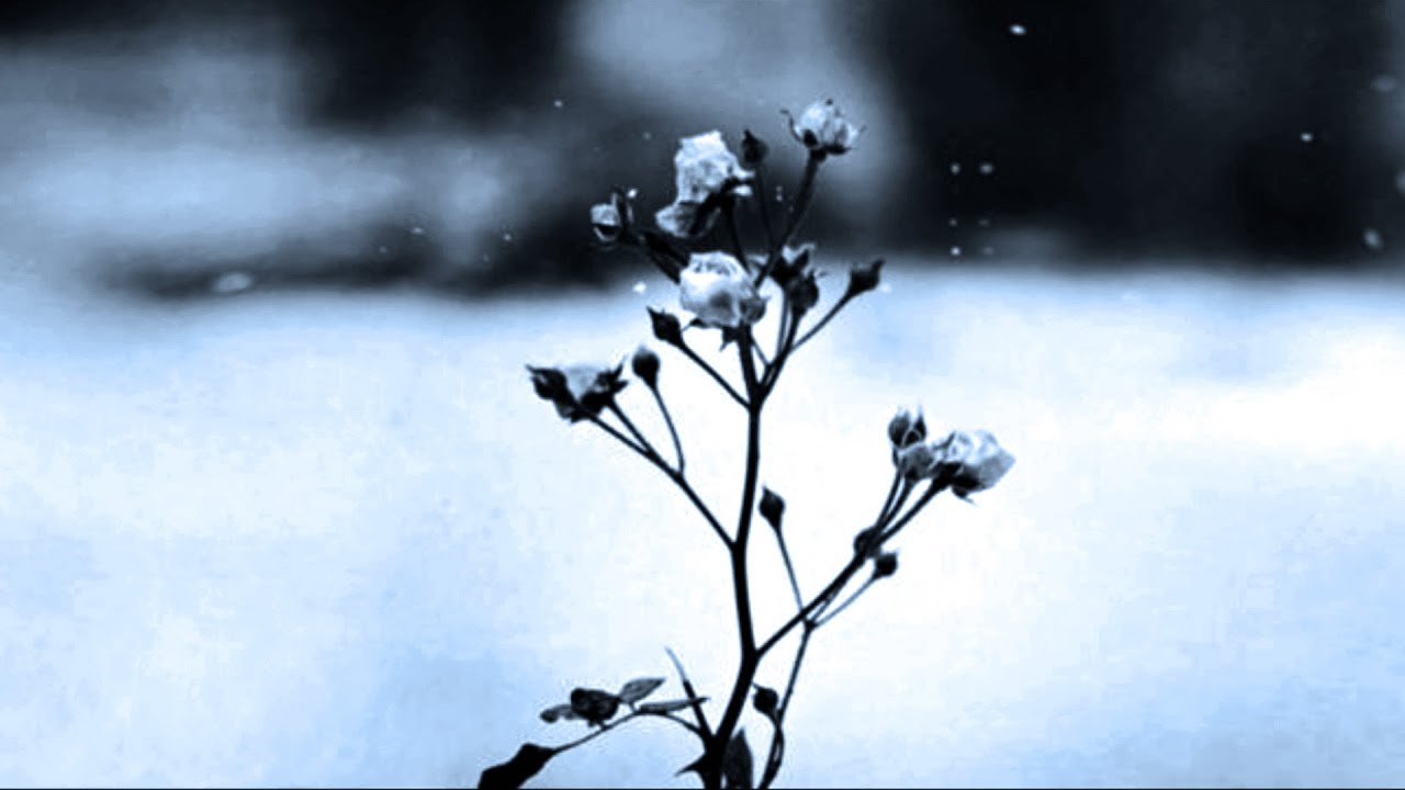 Chopin Spring Waltz - 1 Hour Relaxing Piano 🎶
