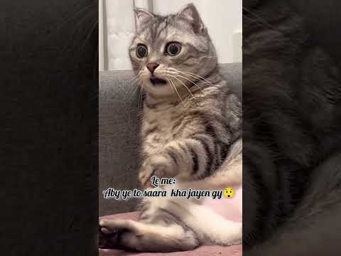 Kch to chode doo...😅 #catlover #cute #funny #watchonceuwillloveit #youtube shorts