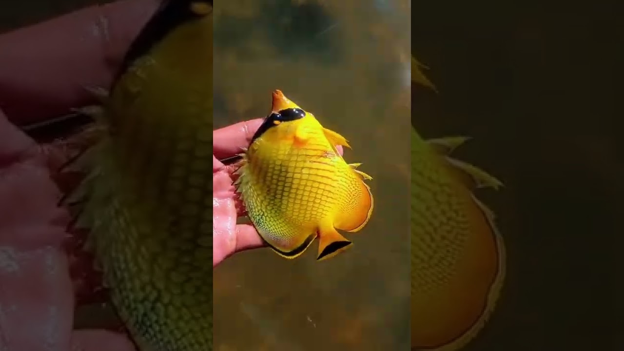 Rilis Ikan Hias Kuning yang Menawan 🐟