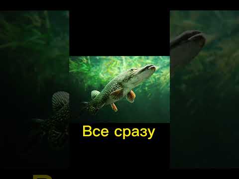 РЫБАЛКА С НОЧЕВКОЙ ! АСТРАХАНЬ #рыбалка #fishing #рыба #карп #carpfishing #лещ #щука #carp