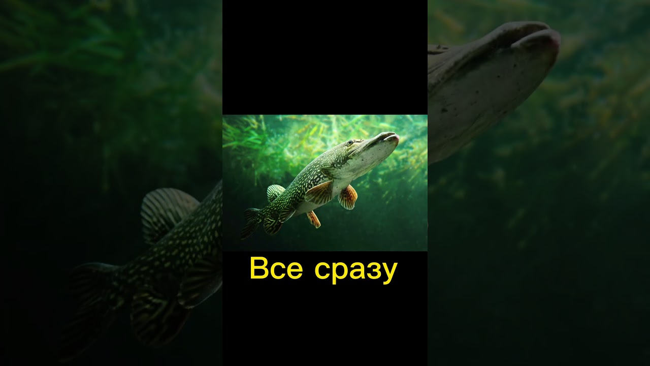 Ночная рыбалка в Астрахани 🌙 — Ловите карпа и щуку!