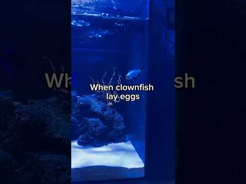 Clownfish breeding