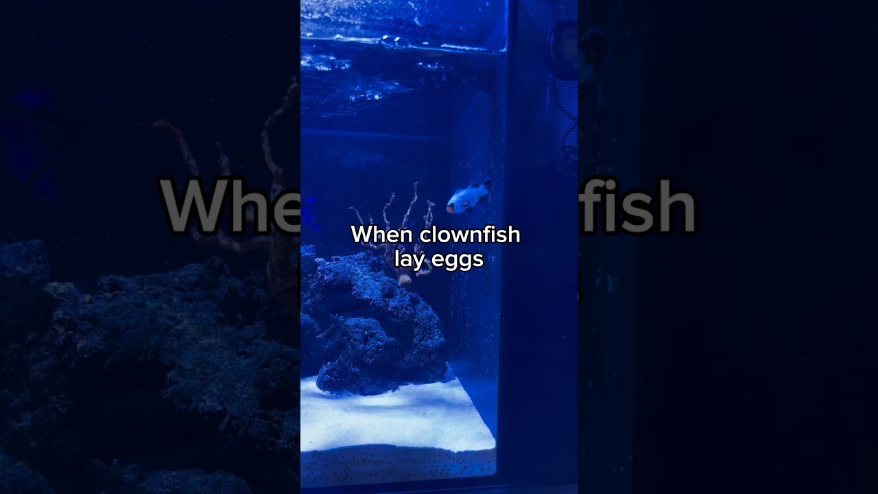 Clownfish Breeding Tips 🐠