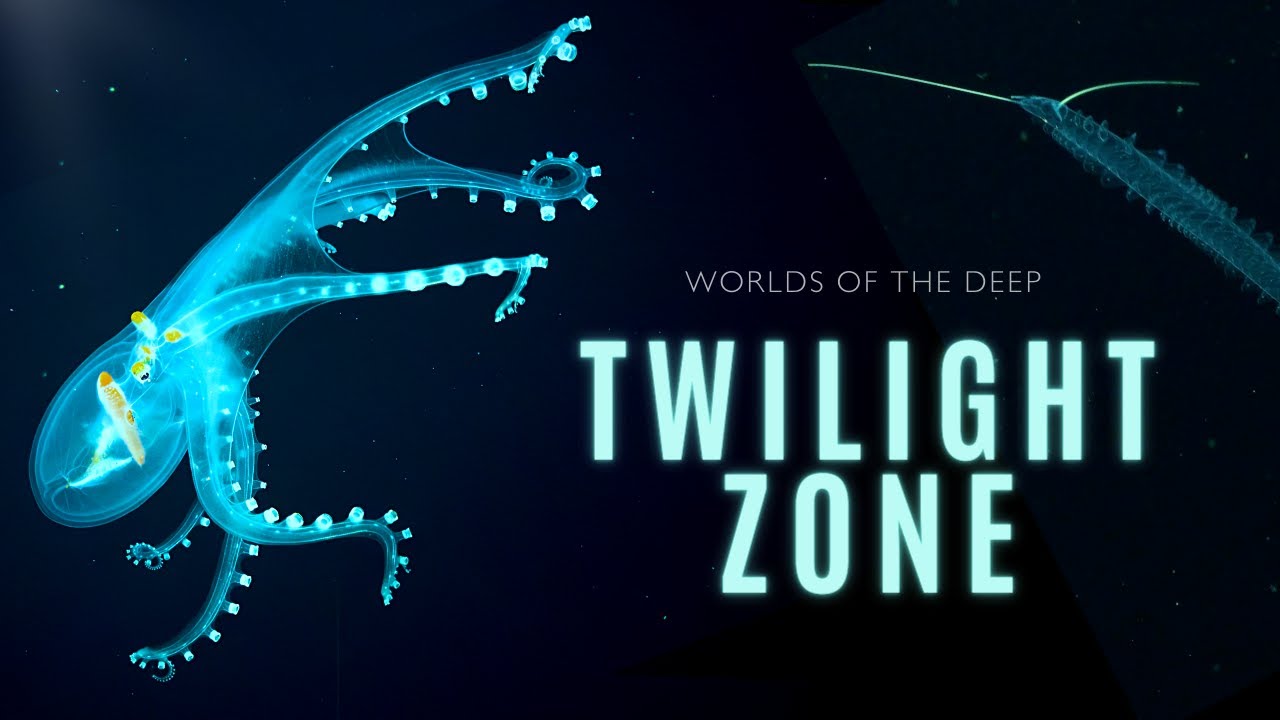 Mysteries of the Twilight Zone | Deep Sea Exploration 🌊