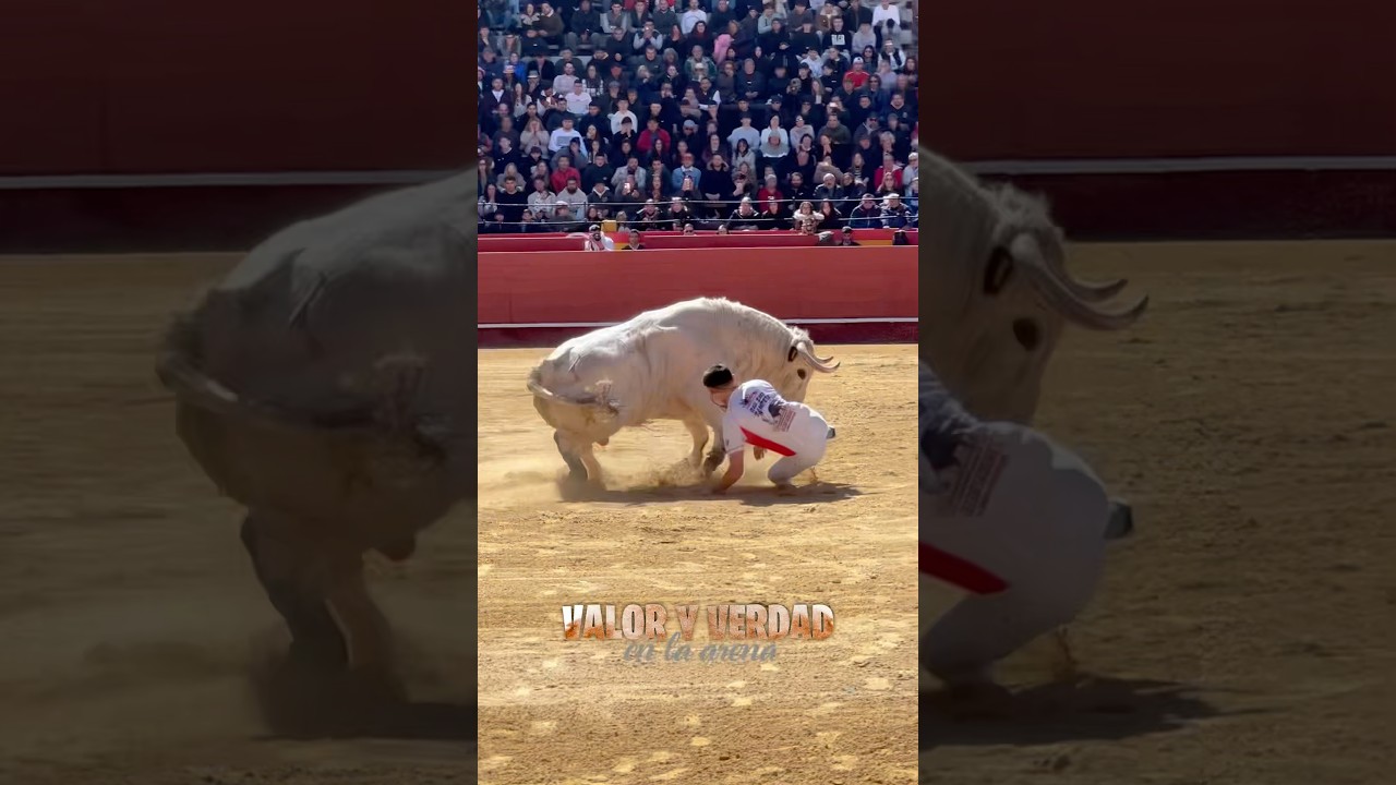 Susto en Valencia Fallas: Rampeta cerca del toro 🐂
