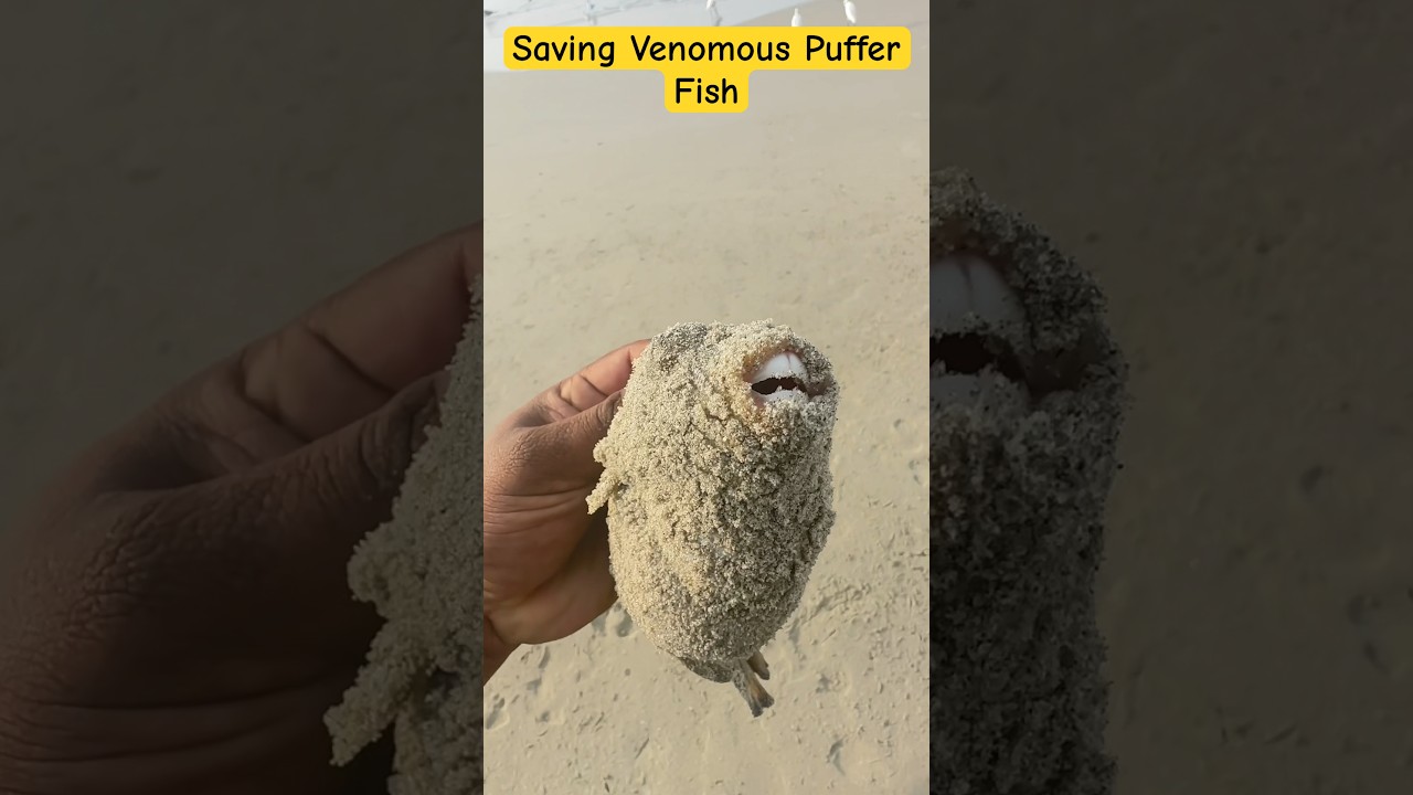 Small Action, Big Impact: Saving a Puffer Fish 🐡