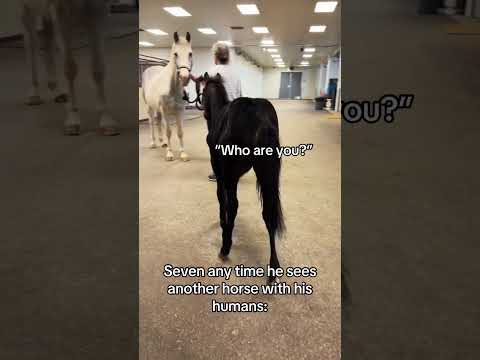 Baby Seven anytime he sees another horse with his humans 🤣 #horse #babyanimal #aqha