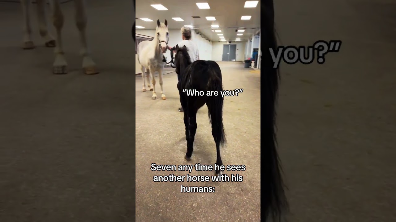 Baby Seven Reacts Playfully When He Sees Other Horses