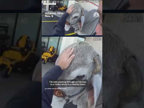 Man and His Bull Gus Get Pulled Over by Police 🐂