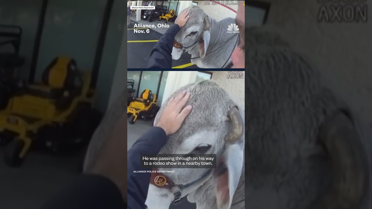 Man and His Bull Gus Get Pulled Over by Police 🐂