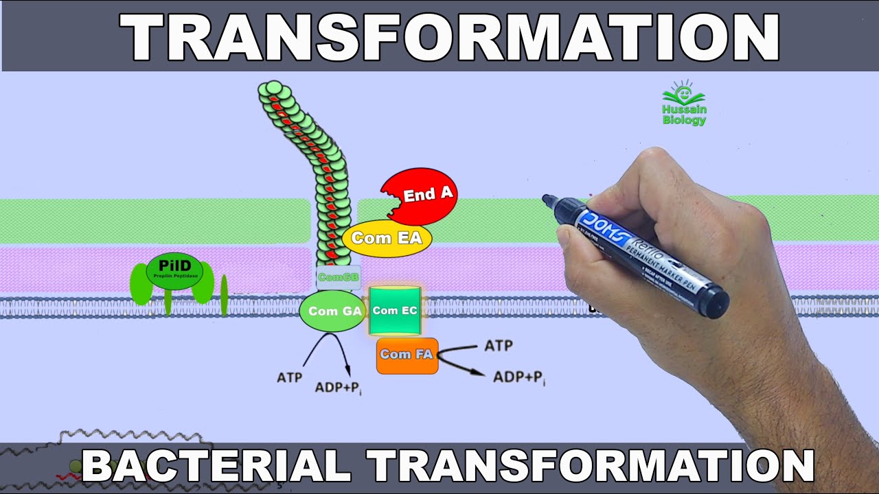 Bacterial Transformation Steps | Animated Guide 🦠