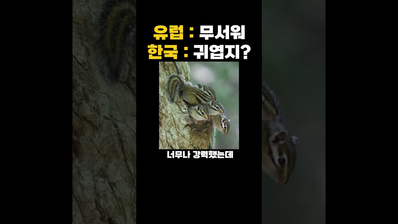 유럽에서 도토리 지키는 우리 야생동물 🦝