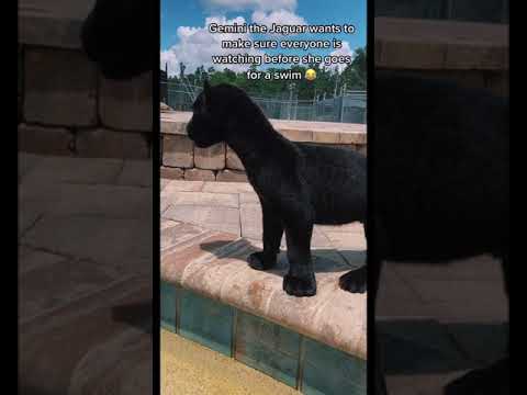 Jaguar Cub Call for Attention, ADORABLE Black Panther