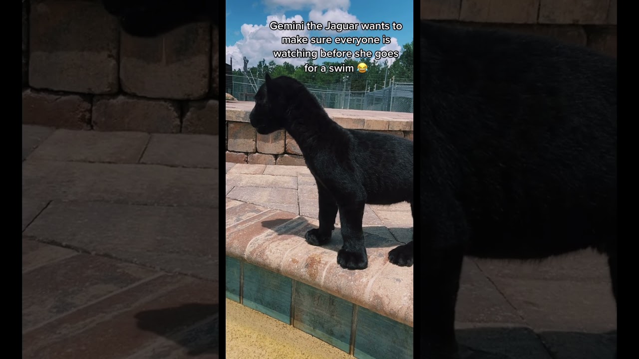 Adorable Black Jaguar Cub Calls for Attention 🐾 | Meet Gemini, the Black Panther Baby